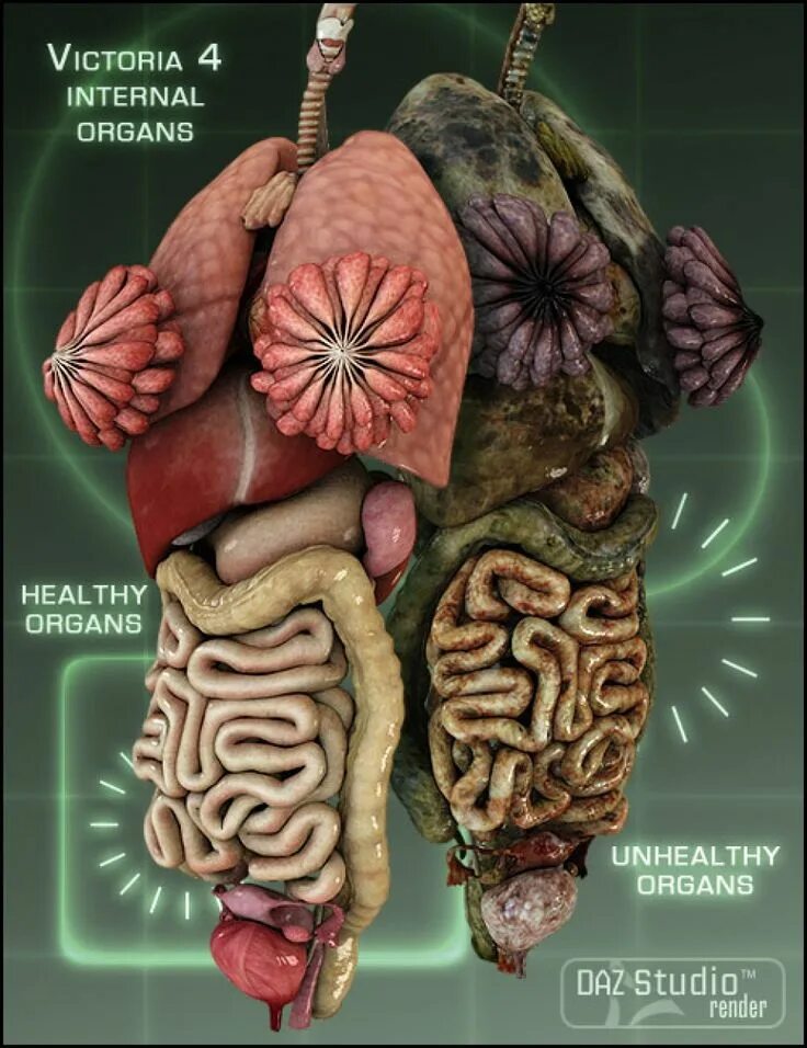 Internal organs. Анатомия креатив.