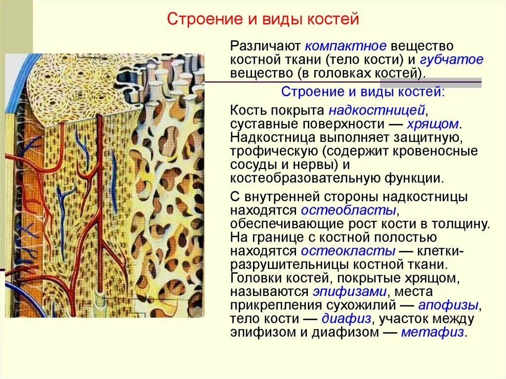 Состав строение материала. Компактное вещество кости это надкостница. надкостница компактное вещество губчатое вещество. строение компактного и губчатого вещества надкостницы. строение костной ткани биология 6 класс.