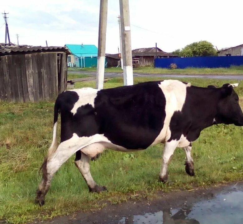 где продать коров. где продать коров. коровы которые продают. район корова. коровы белгородская.