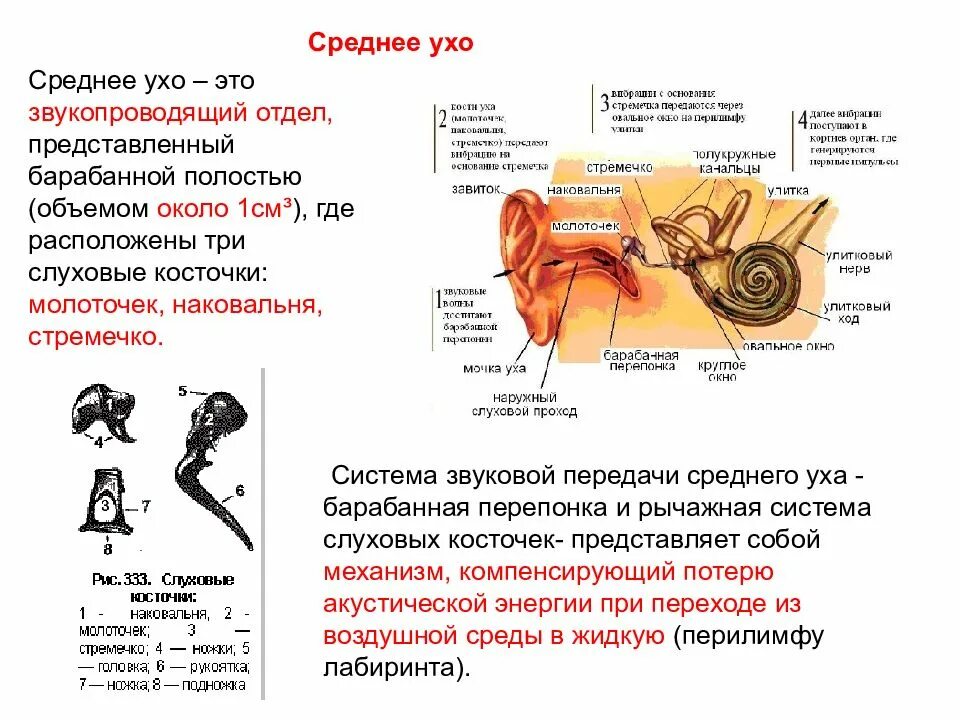 Среднее ухо. Строение слуховой сенсорной системы. Среднее ухо барабанная перепонка слуховые косточки. Среднее ухо с системой слуховых косточек. В среднем ухе расположены 3