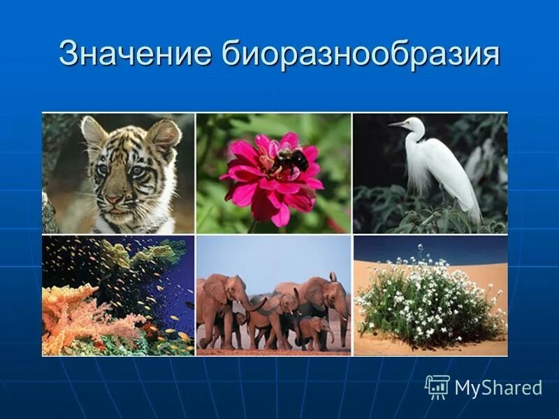 Формы биоразнообразия. Формы биоразнообразия