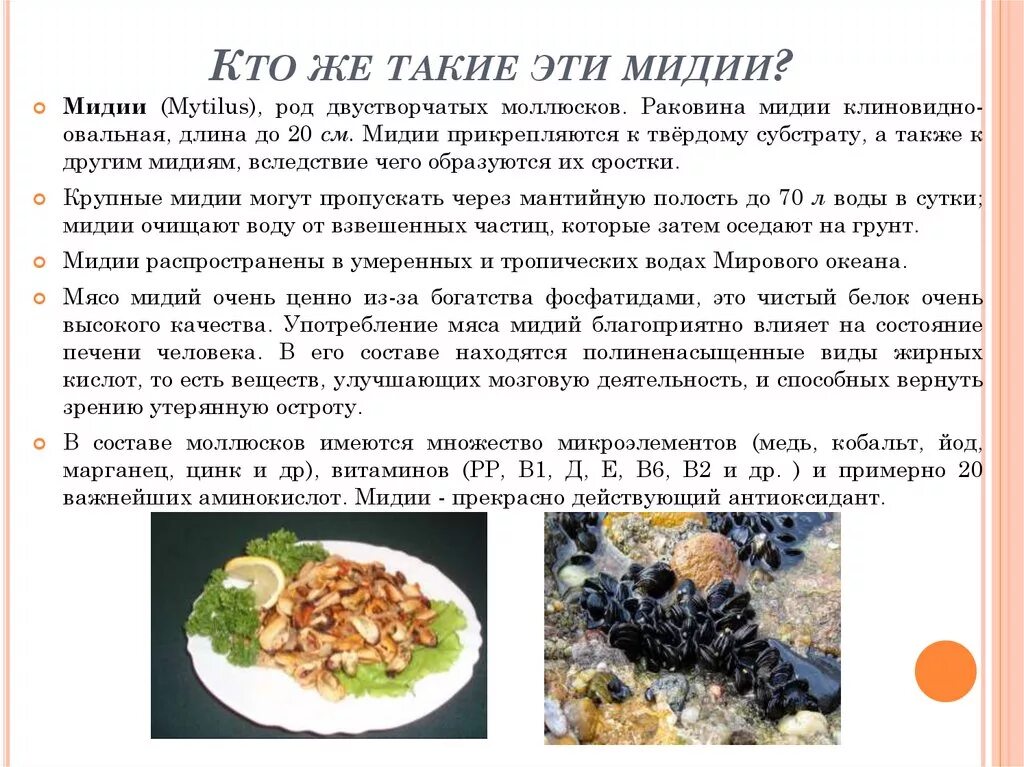 Мидии в сливочно-чесночном соусе на сковороде. Рапаны черноморские обжаренная. Мидии с шафраном. Сколько тушить мидии. Жареные мидии.