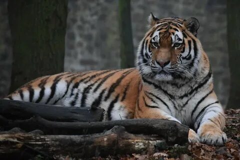 Уссурийский Тигр.