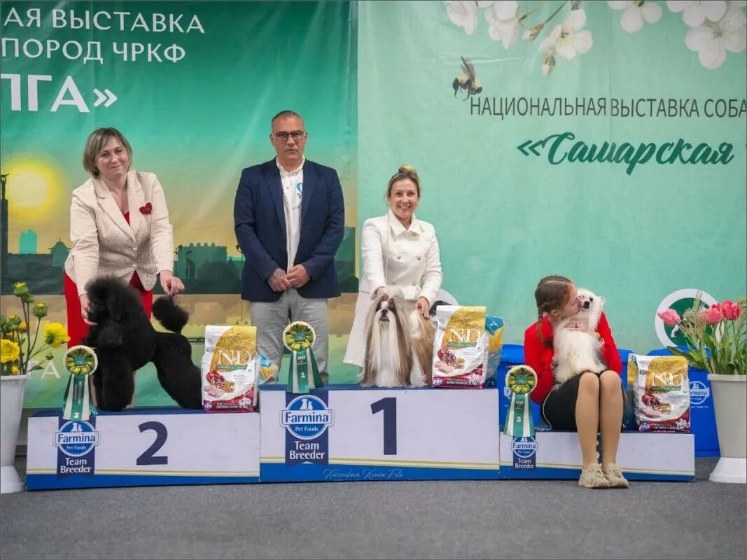 Выставка собак во владимире 2025 26 октября. Выставка собак во владимире 2025 26 октября