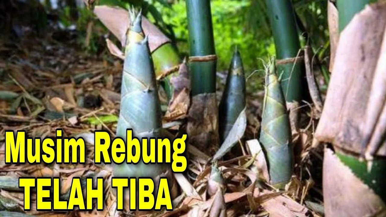 Bamboo shoot. Bamboo shoot. Молодые побеги бамбука. Молодой побег бамбука. Bamboo shoot.