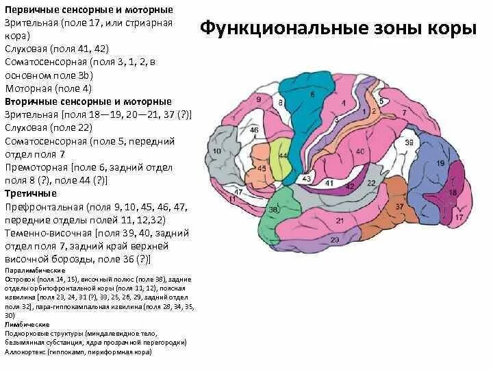 Первичные зоны мозга. Корковое ядро зрительного анализатора. Зоны коры головного мозга первичная вторичная третичная. Первичные вторичные и третичные корковые поля. Поля Бродмана первичные вторичные и третичные зоны.