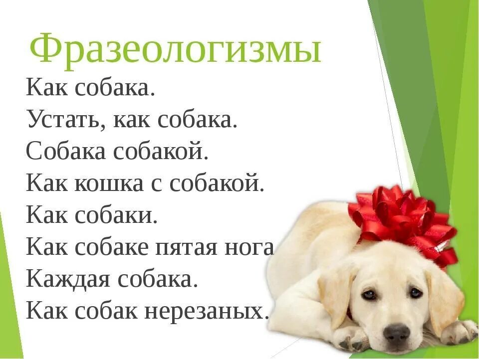 Значение фразеологизма нужен как собаке пятая