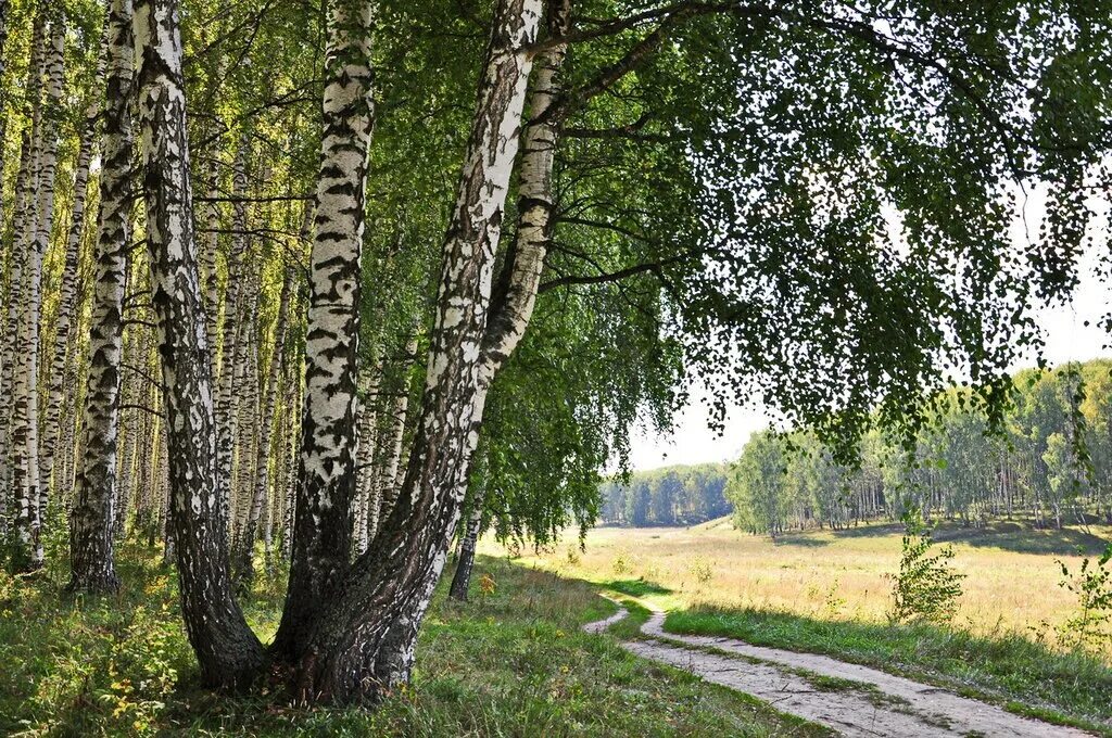 Включи березка. Березовая роща береза повислая. Россия Русь Березки тополя. Березовая роща Сергиев Посад. Березовая роща Пенза.