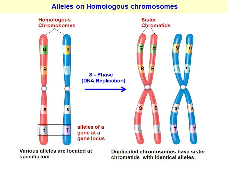 Аллельные гены Локус. Аллель и аллельные гены. Ген хромосома ДНК. Локус хромосомы аллели. Аллельные гены расположены в одной хромосоме