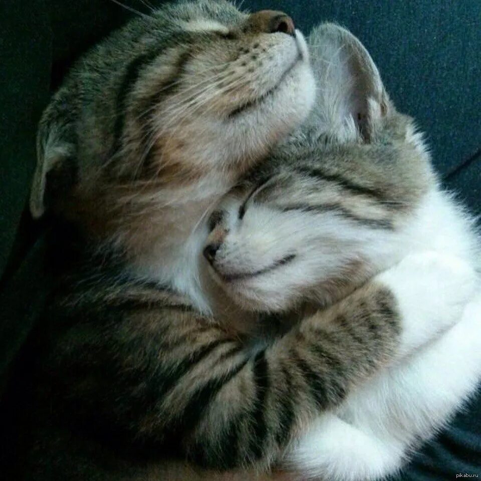 Кот любимый кот парню. Котики обнимаются. котята обнимашки целовашки. котики любовь. обнимаю крепко.