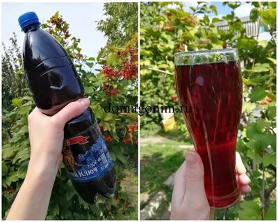 Смородина вино перчатка