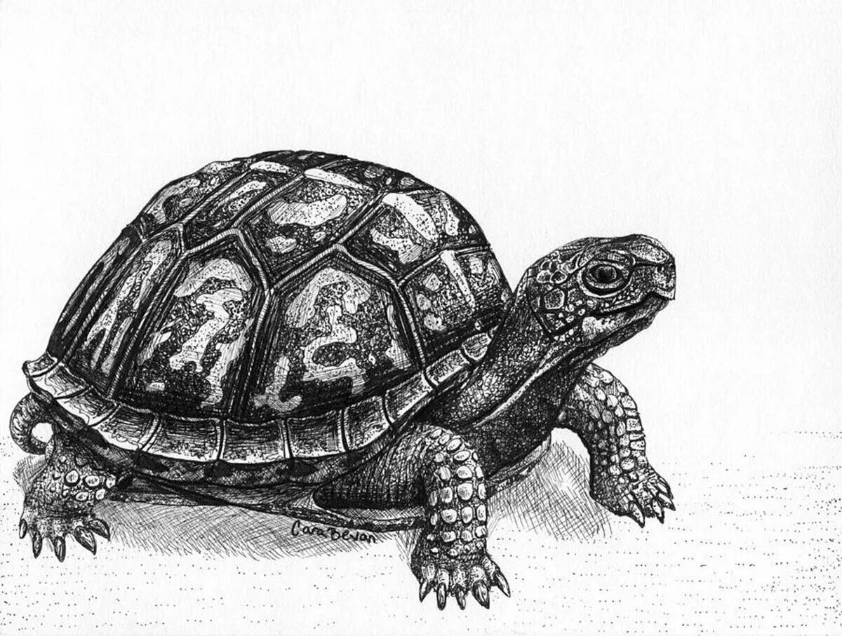 Черепаха рисунок. Набросок черепахи. Черепаха рисунок карандашом. Черепаха зарисовка.