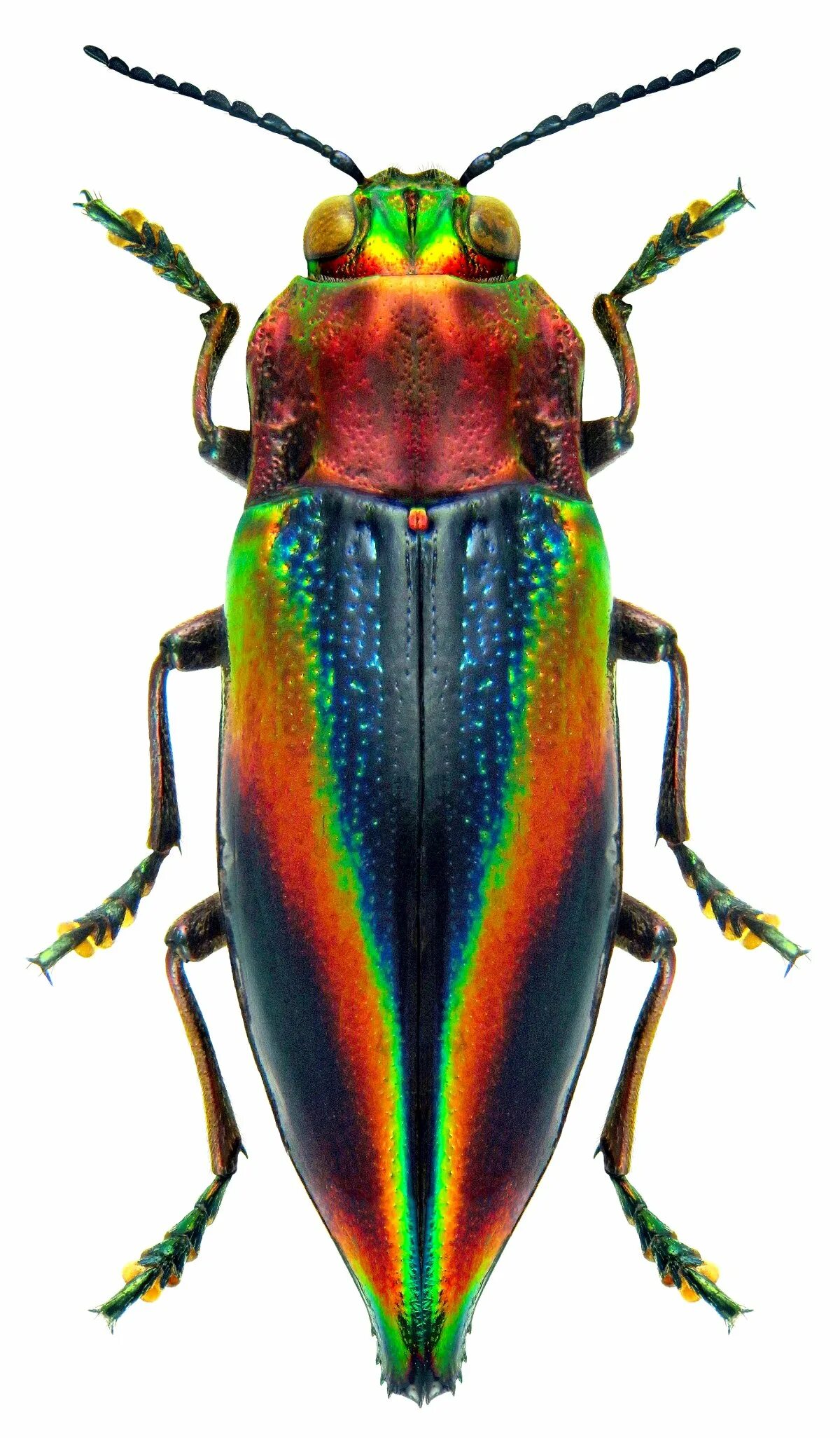 Разноцветные жуки и бабочки. Cyphogastra. Разноцветные жуки. Радужный Жук. Экзотические жуки.