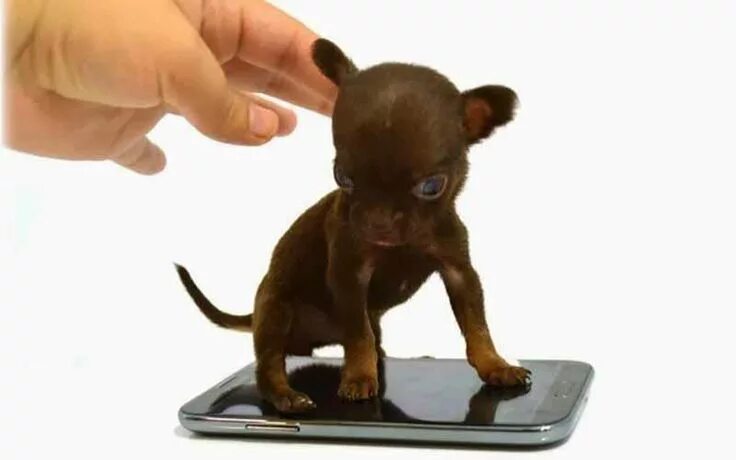Pin on Chihuahua Puppy's