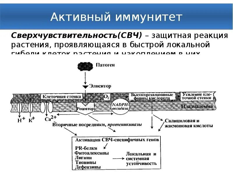 Что такое защитная реакция. Реакция сверхчувствительности растений. сверхчувствительность растений. защитные реакции растений. механизмы реакций растений.