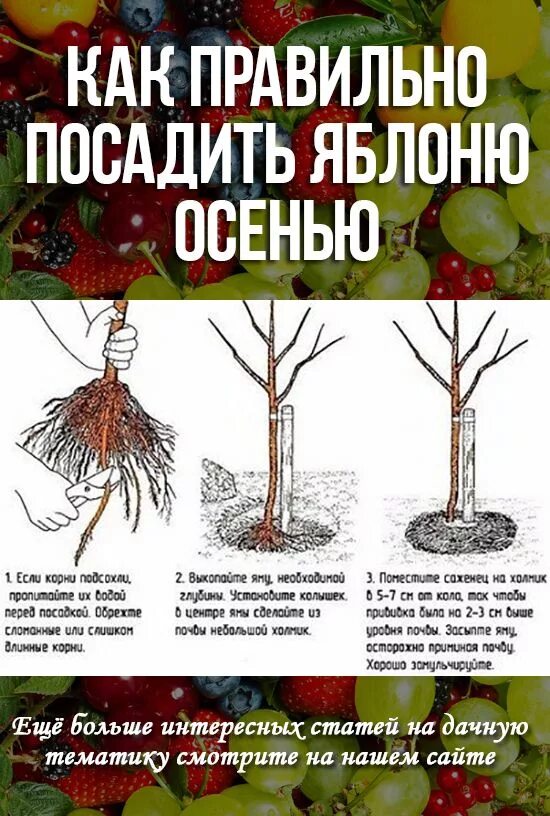 Как правильно садить яблоню. Как правильно посадить яблоню. кск правильно посадить яблоню. правильная посадка яблони.