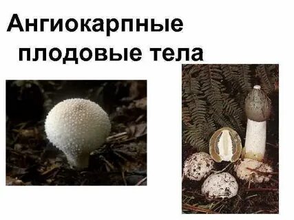Виды плодовых тел