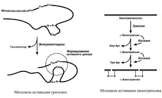 Активация ферментов поджелудочной железы. Механизм активации трипсиногена. Механизм активации фермента трипсина. Механизм активации трипсина в 12 перстной кишки. Активация трипсиногена биохимия.