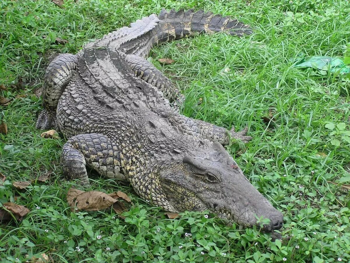 Какой крокодил зеленый. Кубинский крокодил. Кубинский крокодил Кайман. Кубинский жемчужный крокодил. Гвианский крокодил.