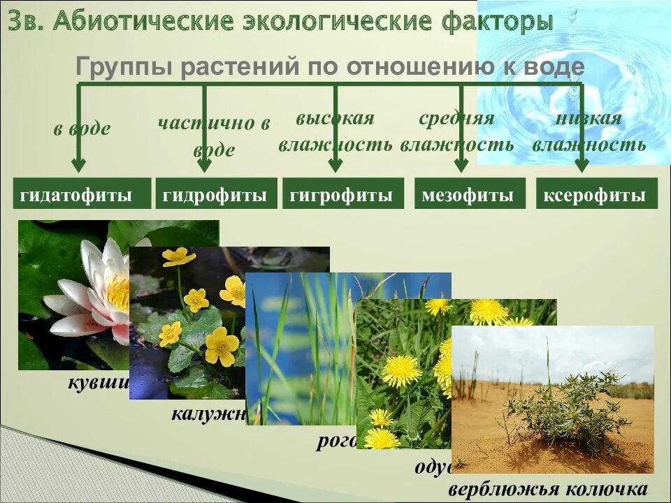 Растения разных экологических групп. Растения гигрофиты мезофиты ксерофиты. гидрофиты мезофиты ксерофиты. суккуленты мезофиты гигрофиты гидрофиты. растения гидатофиты гидрофиты гигрофиты мезофиты.