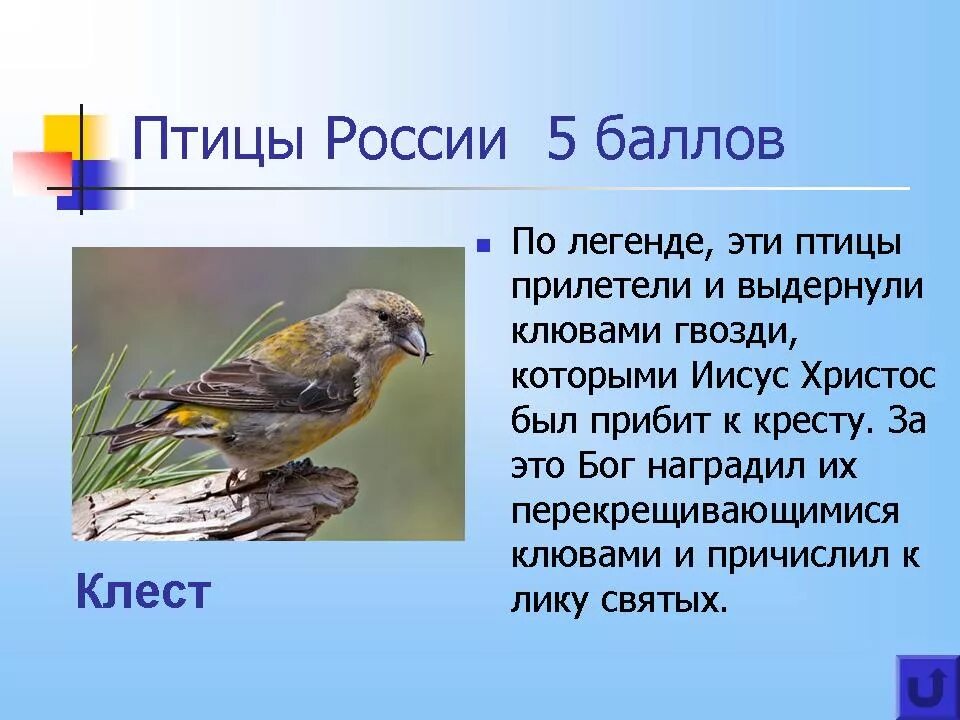 Изучение птиц как называется. Орнитология это наука изучающая. знатоки птиц. ученый изучающий птиц. профессии птиц.