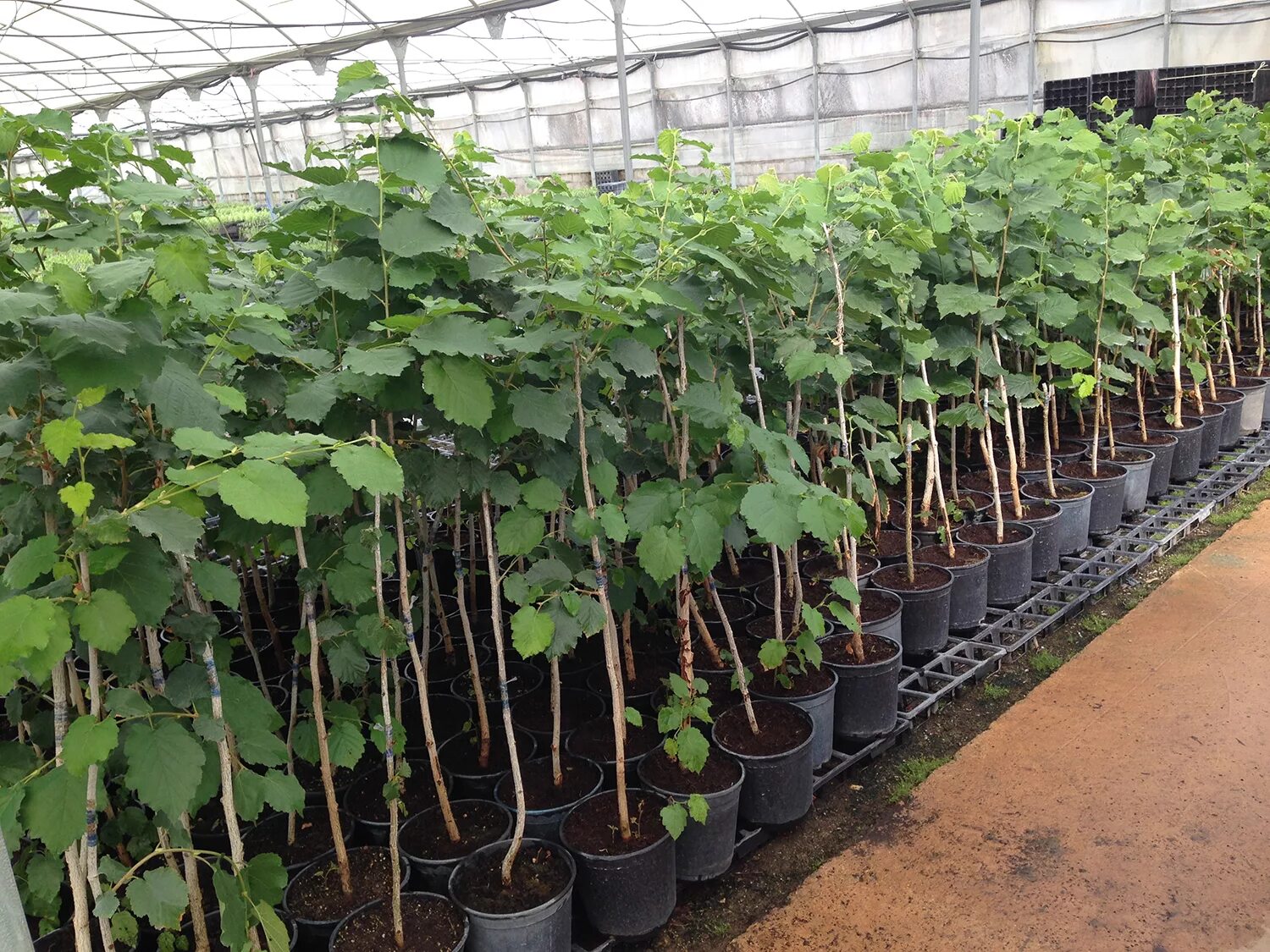 лещина обыкновенная. дикий фундук. саженцы лещины. орешник саженцы. саженцы орешника лещина.