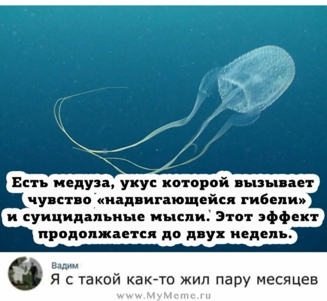 У медузы есть мозги. Шутки про медуз. Медуза прикол. Медуза укус которой вызывает чувство надвигающейся гибели. У медузы есть мозг.