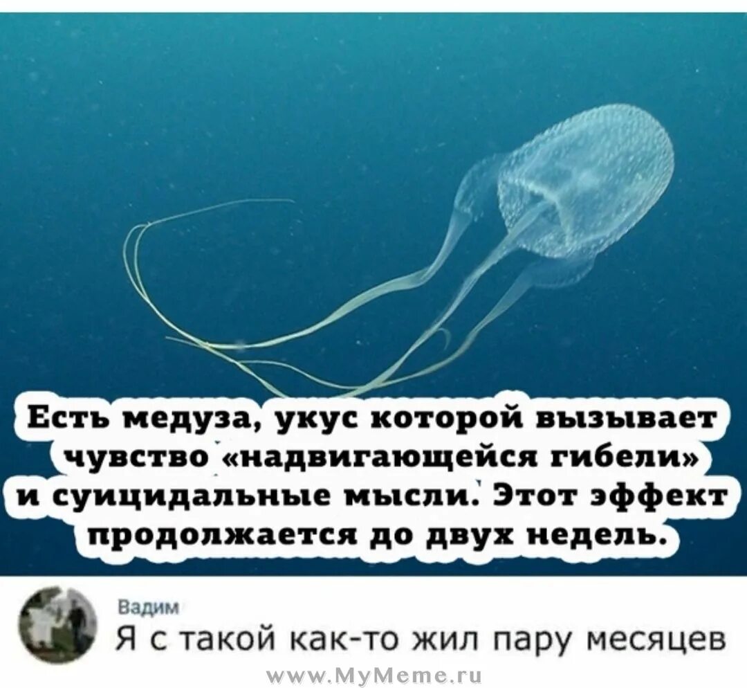 Песня своими карими глазами жалит как медуза. Шутки про медуз. медуза прикол. медуза укус которой вызывает чувство надвигающейся гибели. у медузы есть мозг.