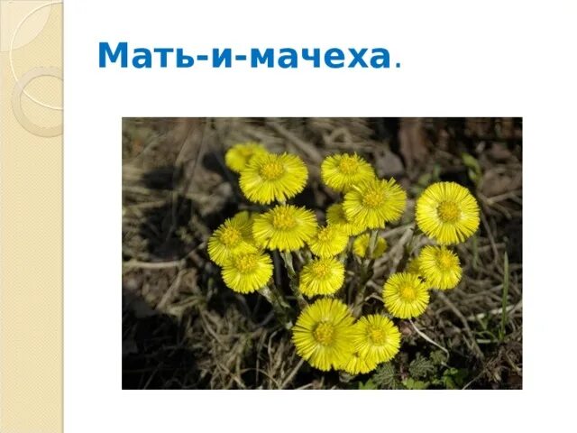 Первоцветы мать-и-мачеха. Весенние цветы мать мачеха для детей. Изображение мать и мачехи. Мать и мачеха весной.