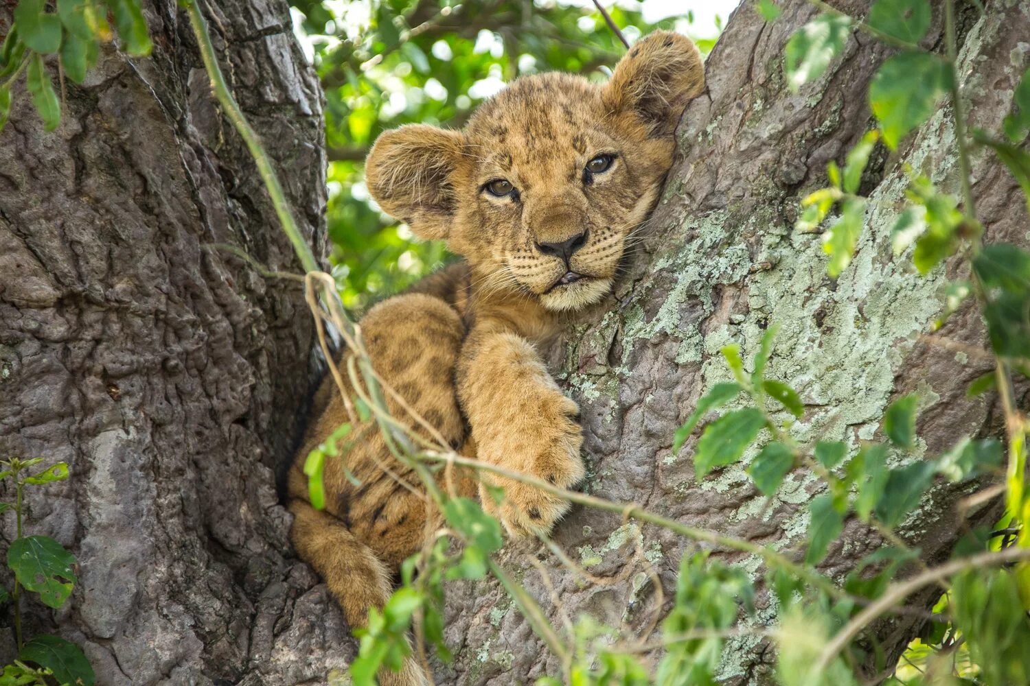 National Geographic про животных. National Geographic передачи про животных. Нат Гео вайлд Дикая природа.