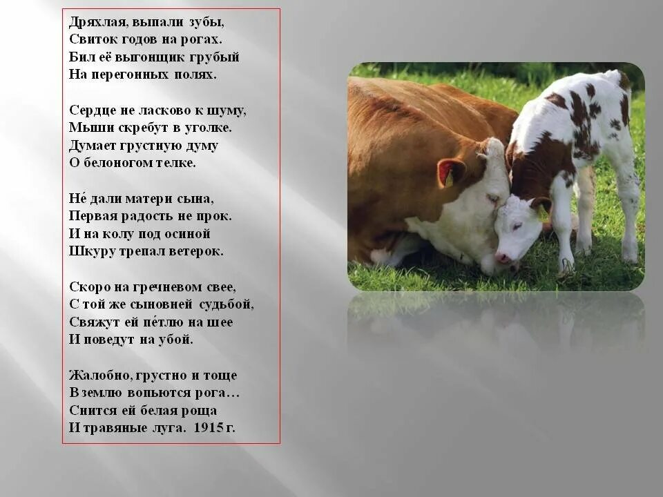 Стихотворение есенина корова. Стихотворение лисица есенин. В. Стихи о лисах. Стихи русских поэтов.