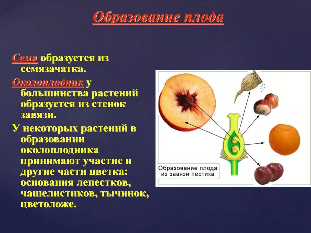 Почему плоды образуются. В образовании плода участвует части цветка. Как формируется плод растения. Из чего образуется семя у цветковых растений. Семя образуется из семязачатка.