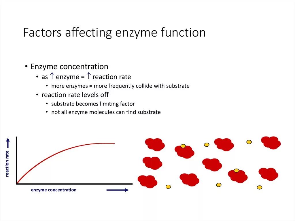 Factoring function. Factors affecting the reaction rate. function of enzyme. enzyme effect. limiting factor biology.