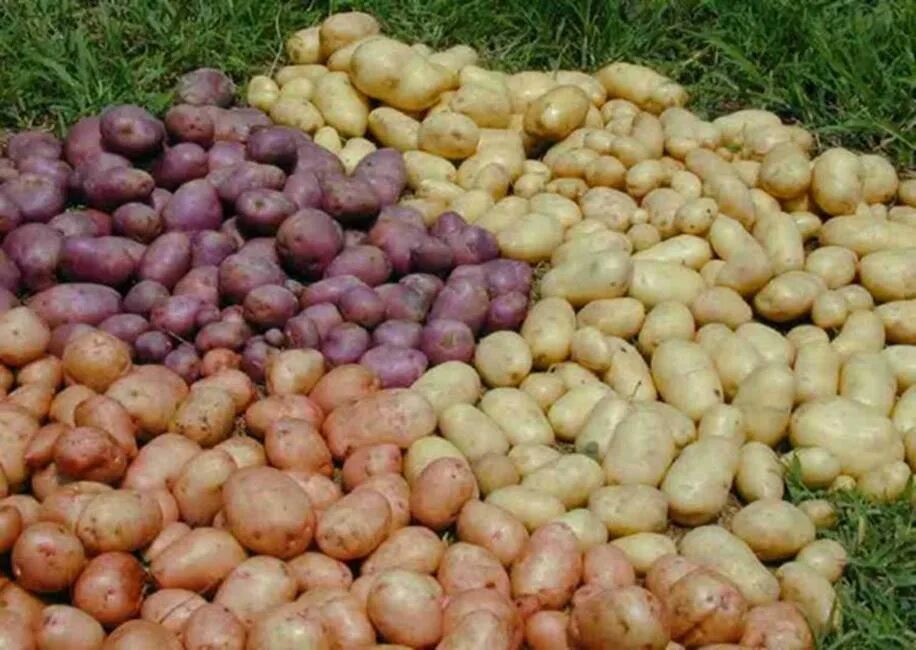 Картофель семенной элита купить в розницу. Семенной картофель Балтик Роуз. Сорт Гала картофель семена. Винета сорт картофеля.