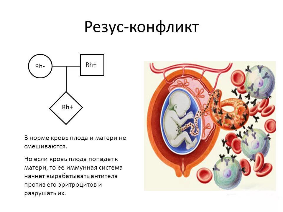 Условия резус конфликта мать плод. Механизм возникновения резус конфликта матери и плода. Резус конфликт возникает между матерью и плодом. Механизм развития резус конфликта схема. Резус фактор плода по крови матери