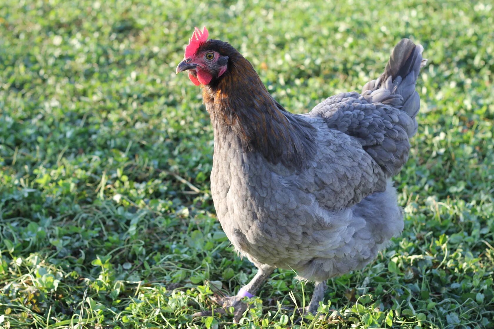 Gracie's Chickens Fancy chickens, Chickens backyard, Cochin chickens