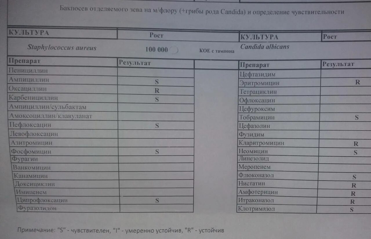 Сдать мазок бак посев. Мазок из зева на бак посев. бак посев s чувствительность. мазок на чувствительность к антибиотикам из зева расшифровка. бак посев стафилококк.