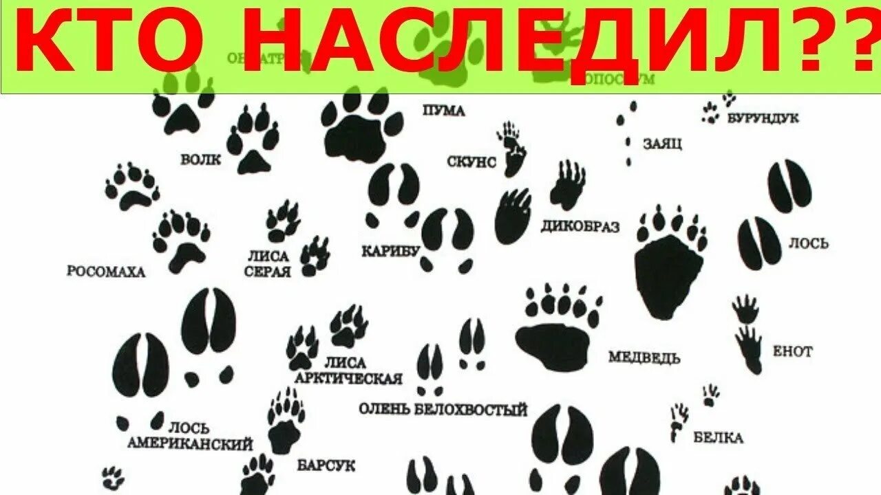 Звериные следы предложение. Следы животных. следы животных с названиями. следы животных и птиц для детей. следы животных на снегу.