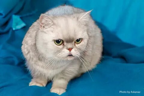 Авито породы кошек