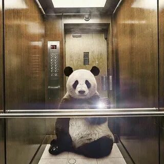 Panda ads