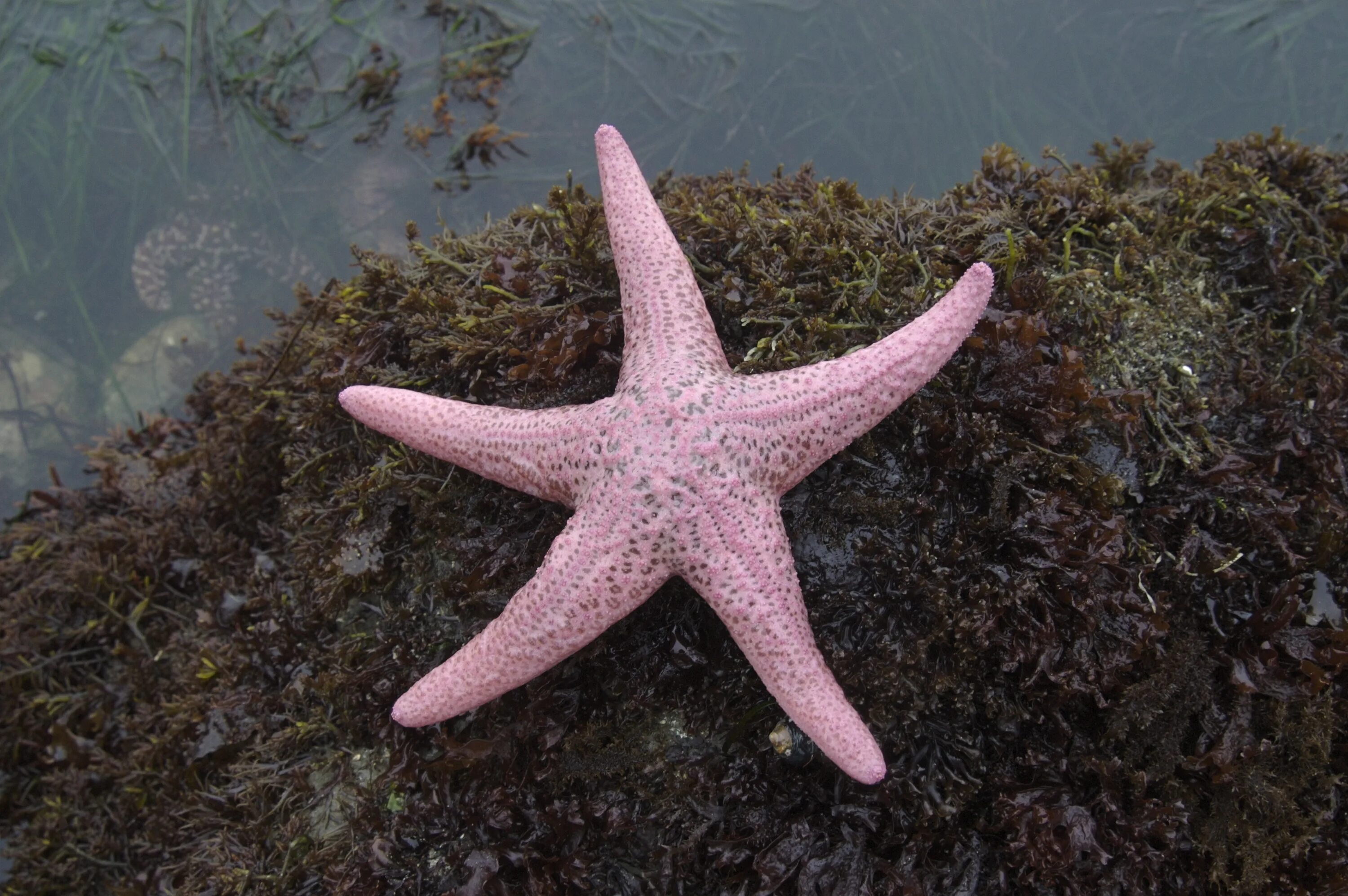 Фиолетовая морская звезда. Кульцита морская звезда. asteroidea морские звёзды. морская звезда пизастер. морская звезда розовая.