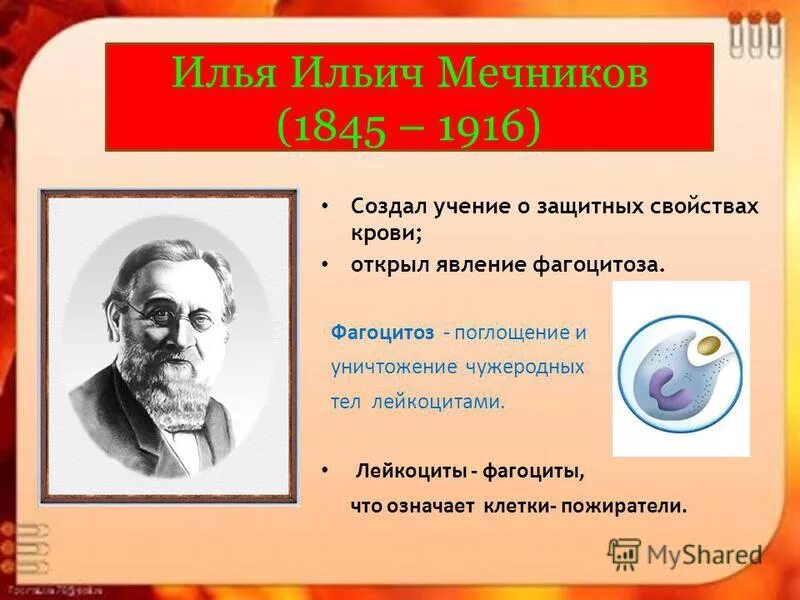 Что создал мечников в биологии. Учение Мечникова о защитных свойствах крови. История открытия фагоцитоза. Мечников защитные свойства организма.