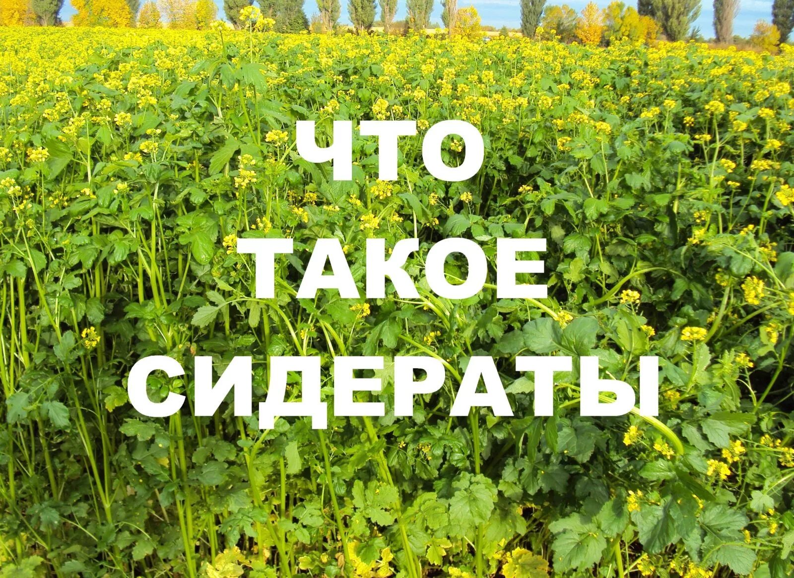 Сидераты после сидератов. Сидераты. травы сидераты. сидераты для огорода. цветы сидераты для огорода.