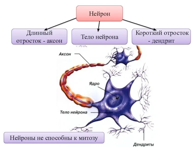 Аксон отросток нервной клетки. Естественный Нейрон Нейроны головного мозга. Аксон это длинный отросток нейрона. Нейроны головного мозга строение.