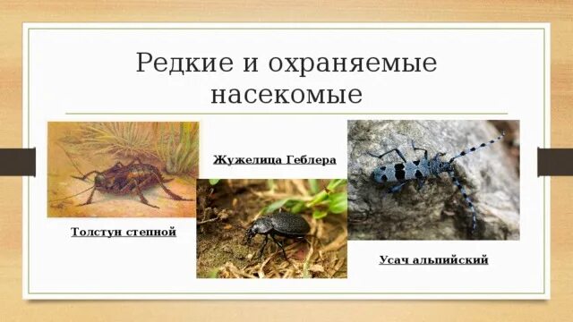 Как охраняют насекомых. Редкие виды насекомых доклад. Как охраняют насекомых. Мероприятия по охране насекомых. Охрана насекомых.