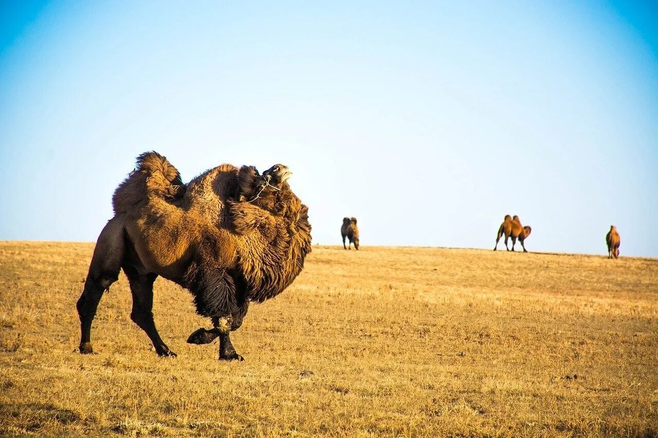 Бактриан монгольский верблюд. Северный верблюд. Двугорбый верблюд бактриан. Кош-агач верблюды. Бактриан - двугорбый монгольский верблюд монголия.