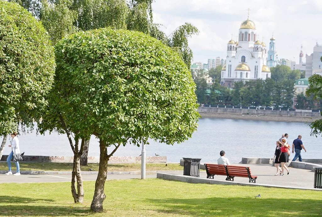 Деревья в екб. Самое старое дерево в екатеринбурге. Дерево екб. Дерево екб. Самое старое дерево в екатеринбурге.