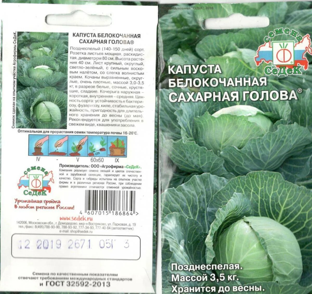 Капуста чамп описание сорта. Сахарная голова седек. капуста сахарная голова седек. капуста белокочанная сахарная голова 0,5г. капуста сахарная голова характеристика и описание сорта.