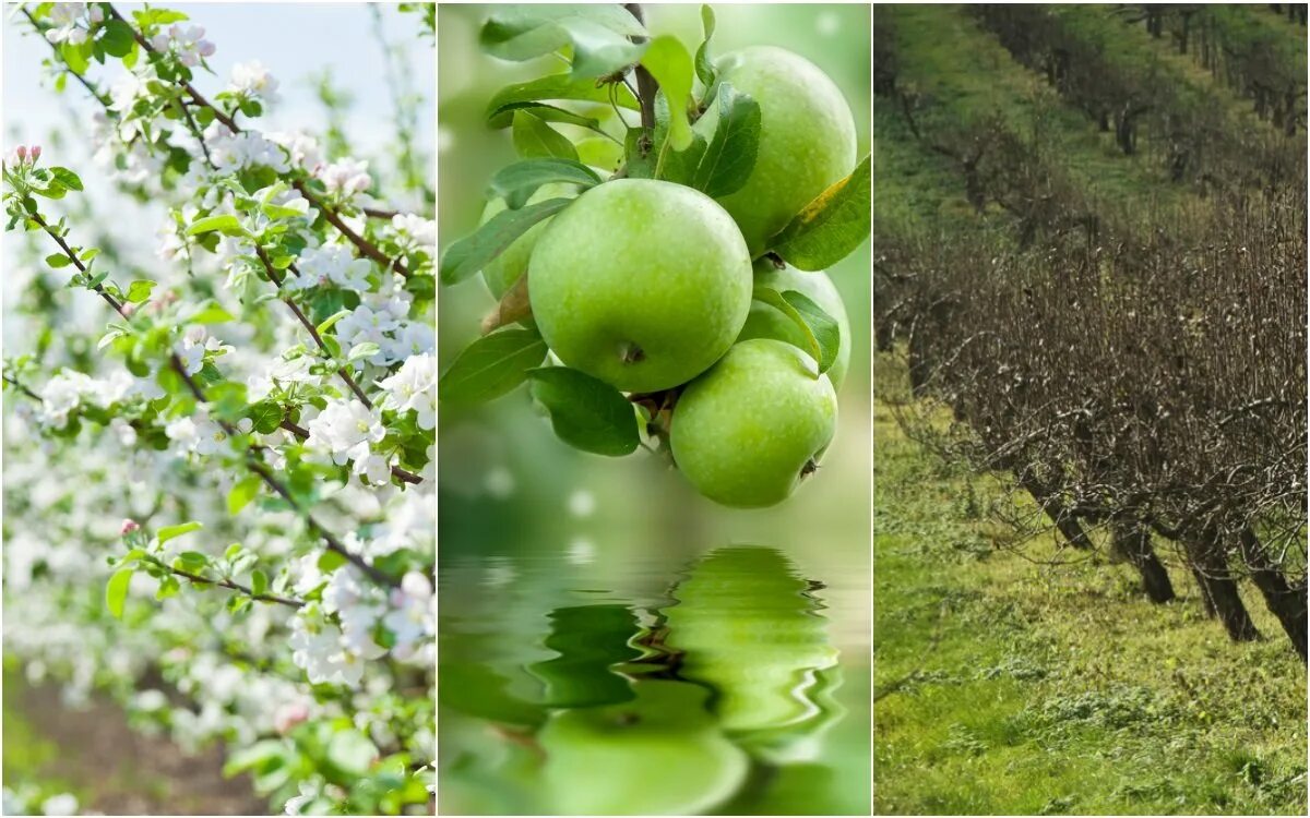 Чем подкормить фруктовые деревья весной. Яблони и груши. Подкорма яблони и груши.. Яблоня и груша весной.