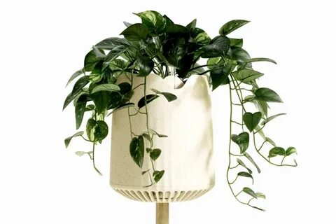 Plants 19